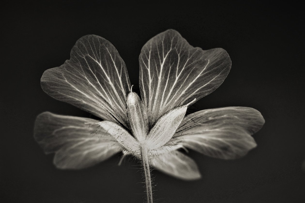 klarhed, 2019, (fotografi) af Alex Caminker