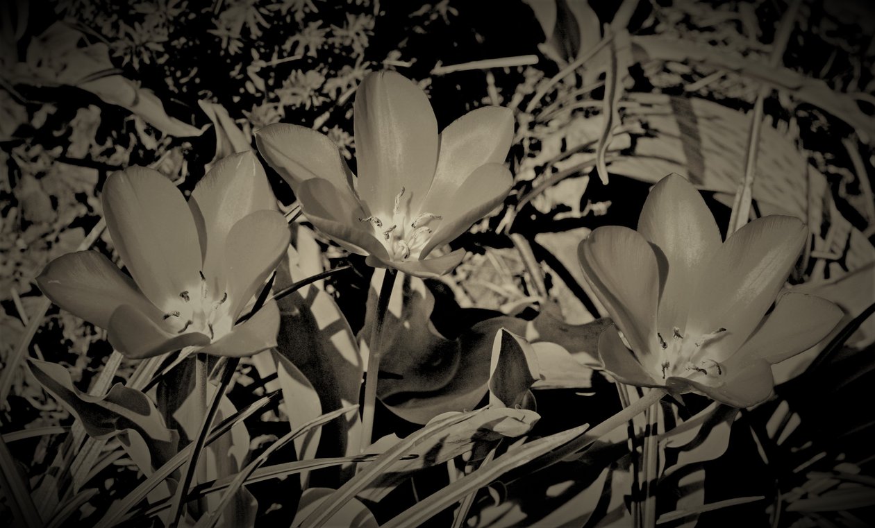 familie, 2019, (fotografi) af Alex Caminker