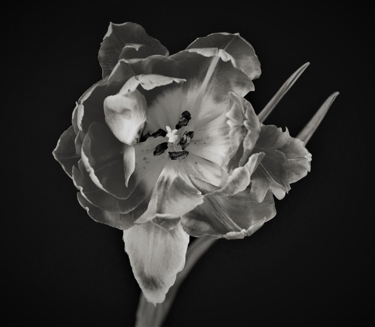 blomstens geometri, 2019, (fotografi) af Alex Caminker