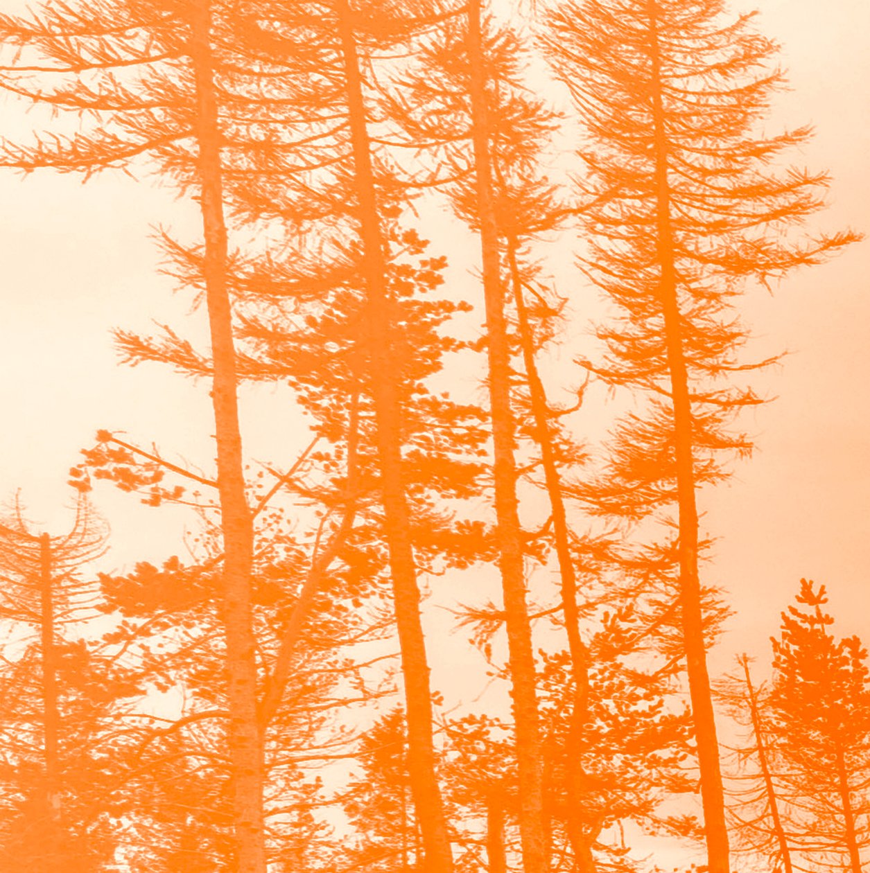 hvis træerne var orange, 2019, (collage) af Alex Caminker