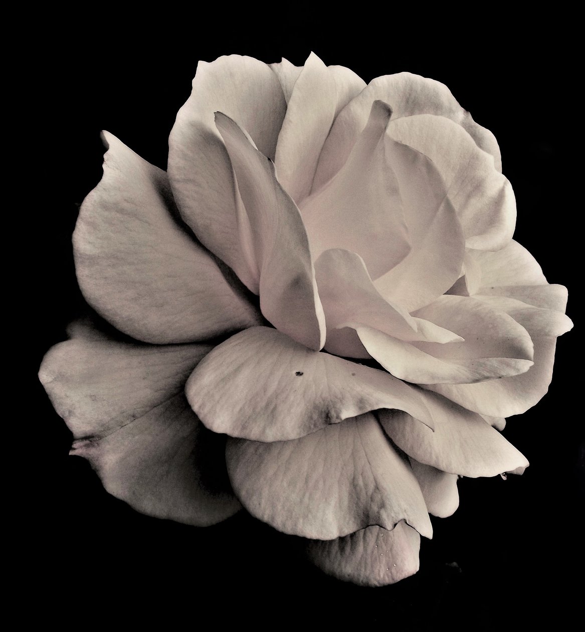 levende geometri, 2019, (fotografi) af Alex Caminker