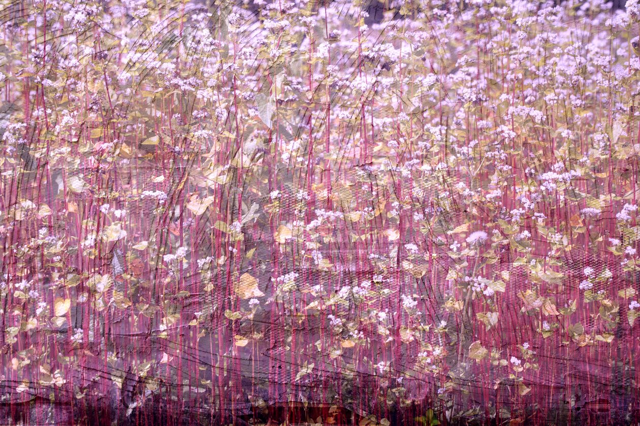 naturligt tæppe, 2019, (mixed media) af Alex Caminker