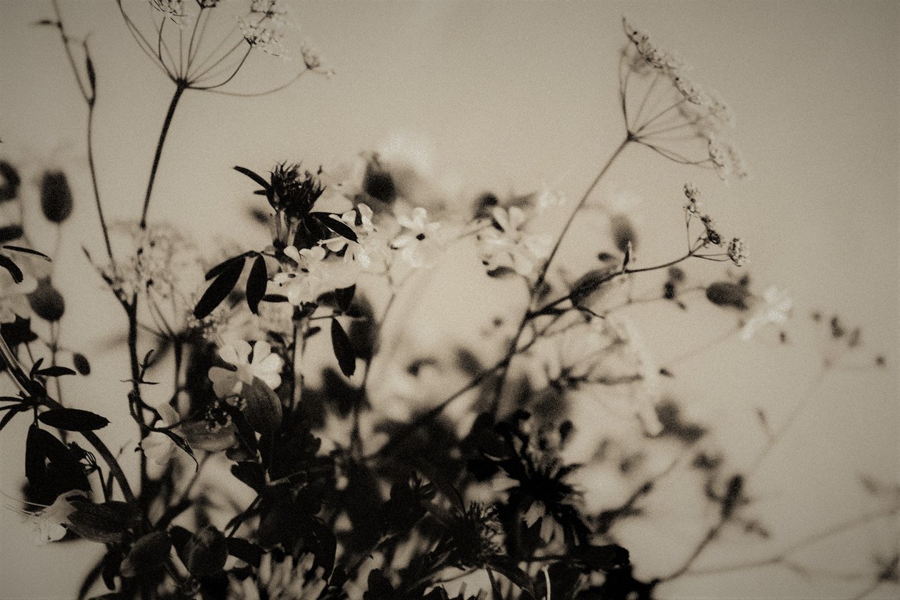 naturlige dekorationer, 2019, (fotografi) af Alex Caminker
