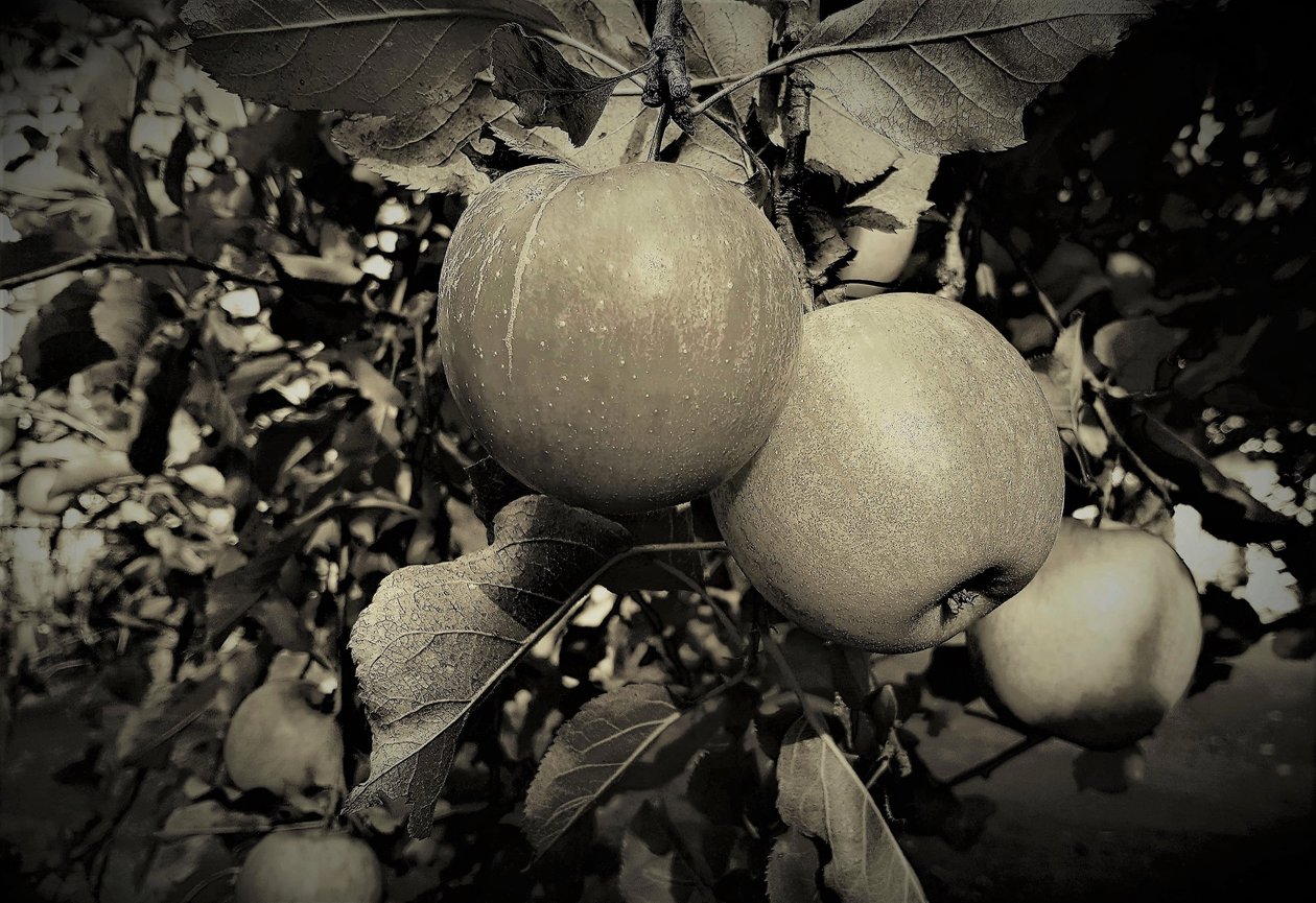 naturlige objekter, 2019, (fotografi) af Alex Caminker