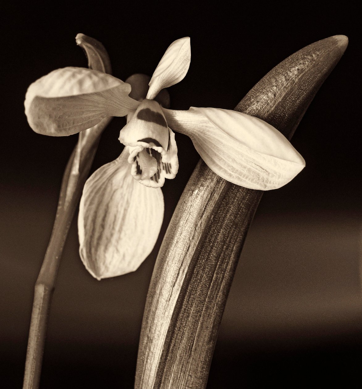naturens komposition, 2019, (fotografi) af Alex Caminker
