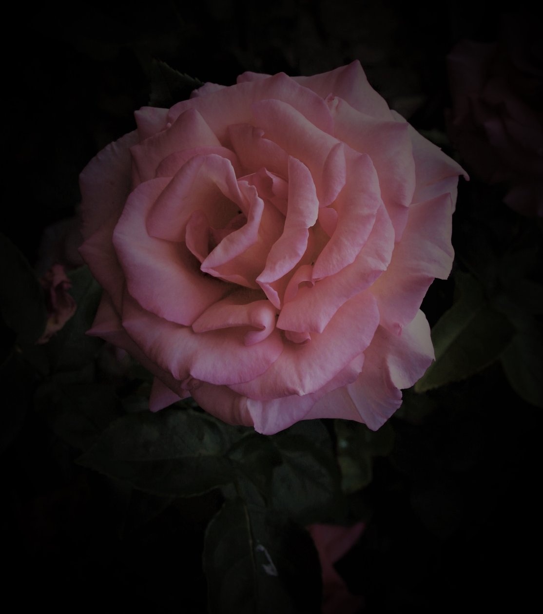 pink planet, 2019, (fotografi) af Alex Caminker