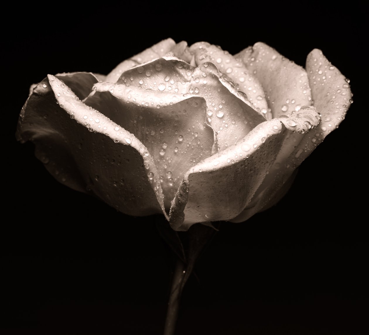 rose, 2019, (fotografi) af Alex Caminker