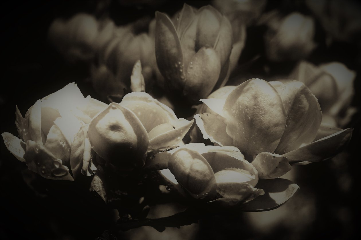 hemmelig anatomi, 2019, (fotografi) af Alex Caminker