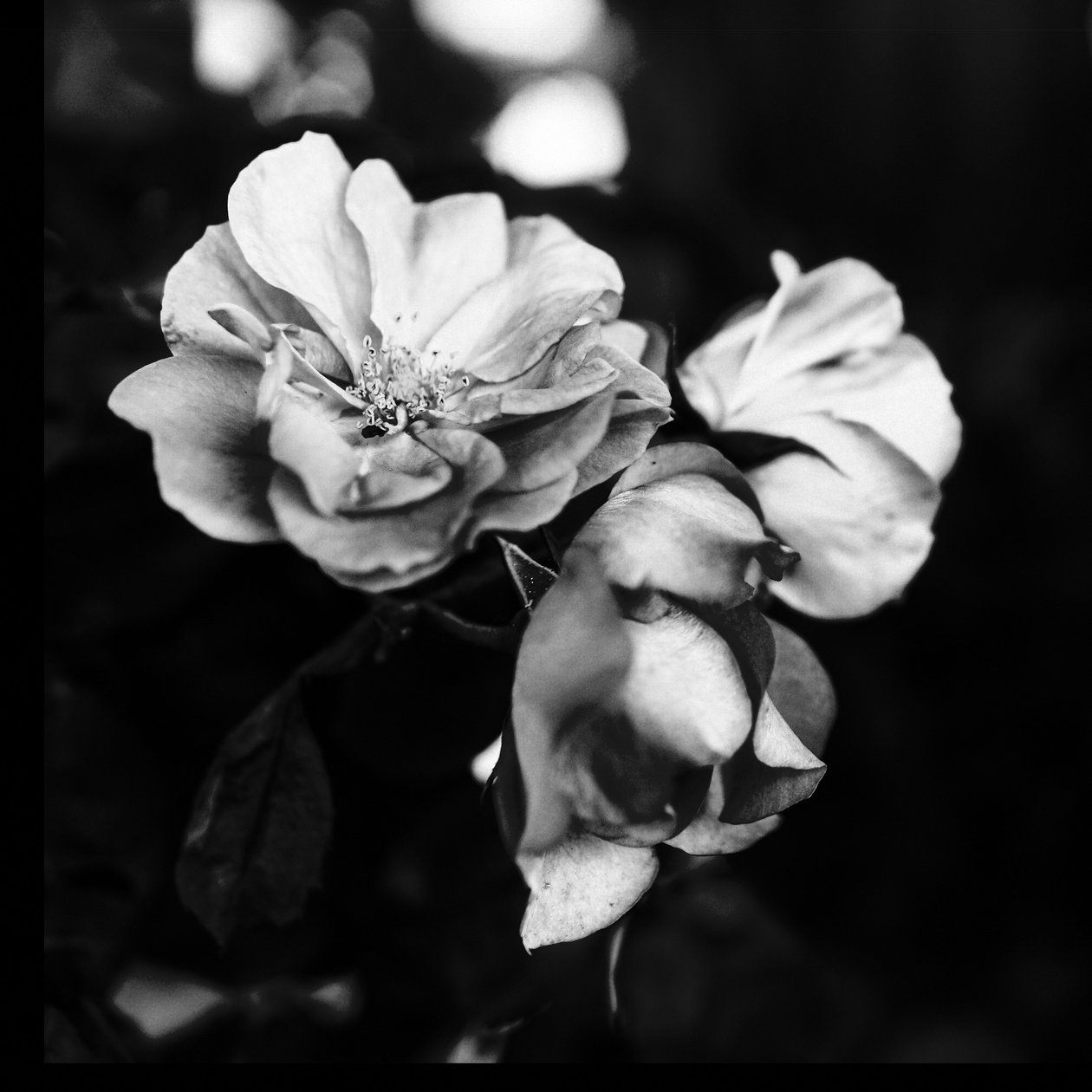 tre blomster, 2019, (fotografi) af Alex Caminker