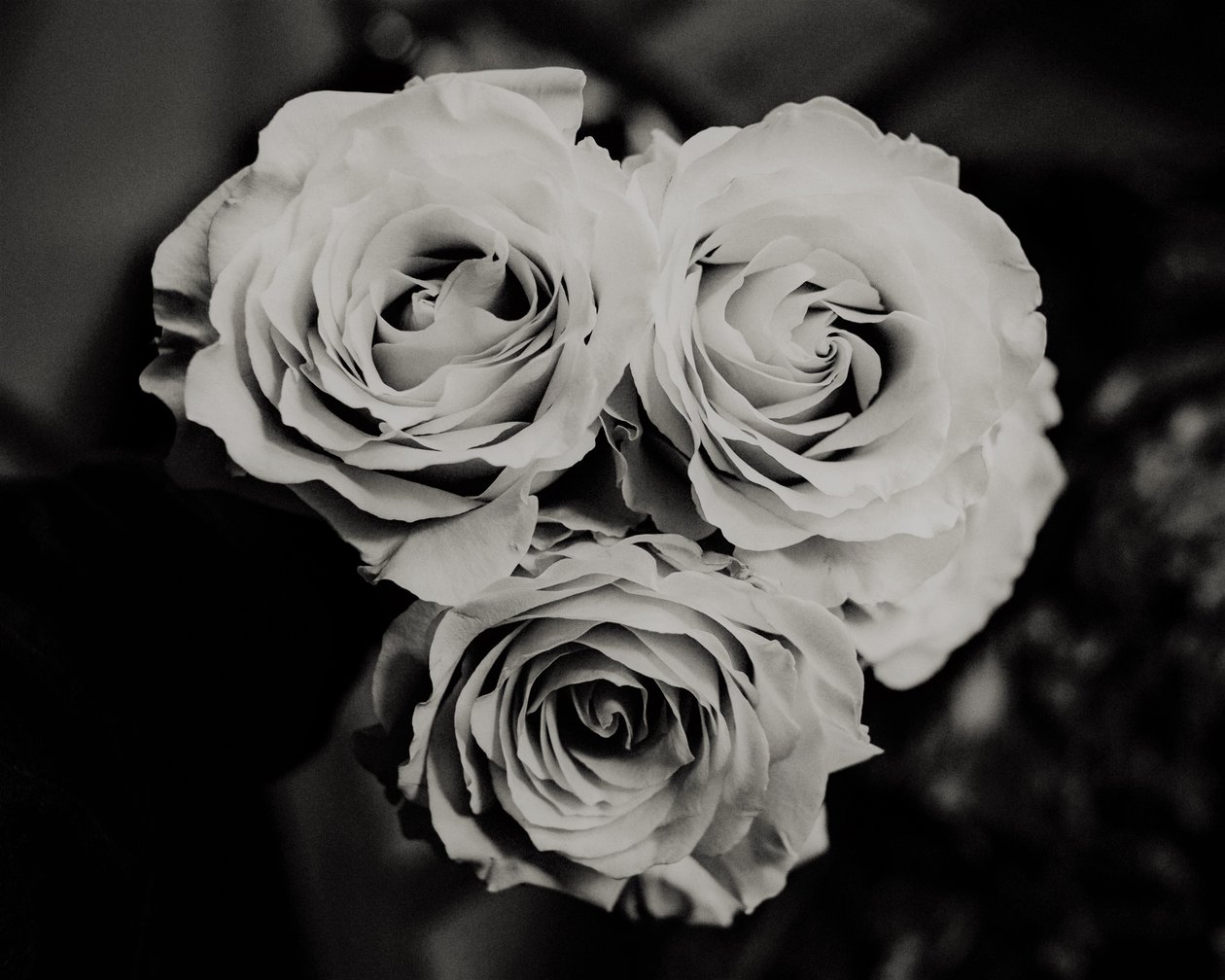 tre roser, 2019, (fotografi) af Alex Caminker
