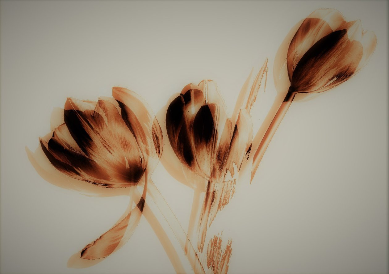 tulipaner, 2019, (blandet medier) af Alex Caminker