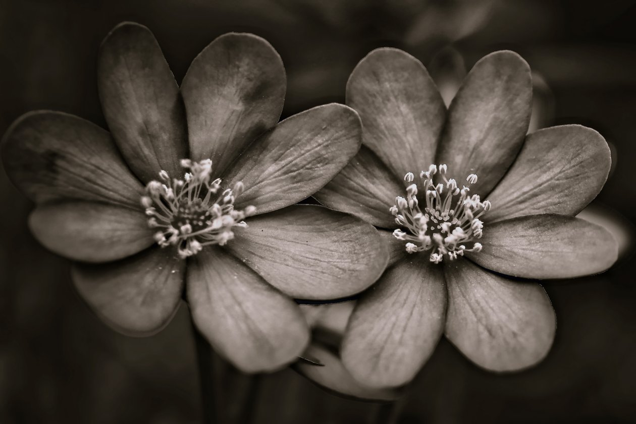 tvillinger, 2019, (fotografi) af Alex Caminker