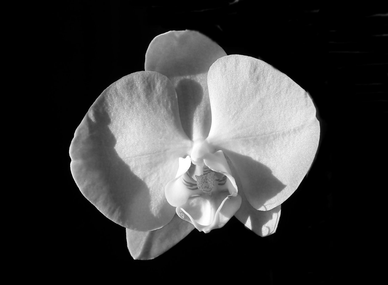uden titel(blomst),2019,(fotografi) af Alex Caminker