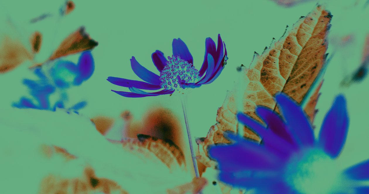 uv version, 2019, (collage) af Alex Caminker