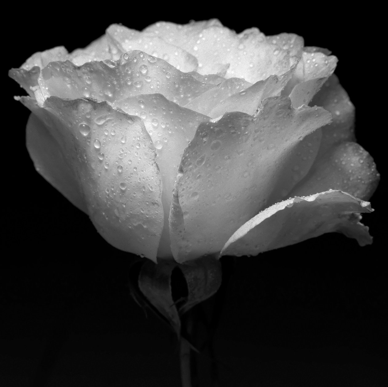 hvid blomst og vand, 2019, (fotografi) af Alex Caminker