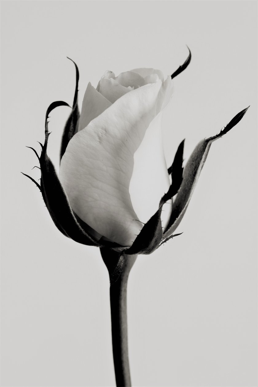 hvid rose, 2019, (fotografi) af Alex Caminker