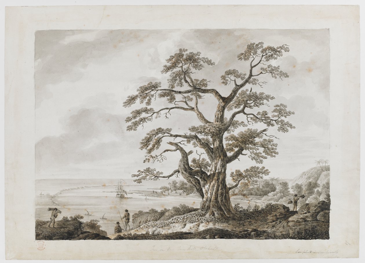 Tilføje. 15508, nr.4, Tree on the Tree Hill, Otaheite, fra 