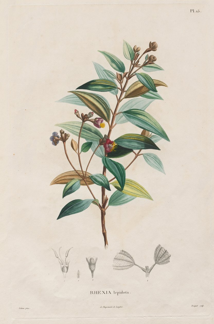 Rejse til jævndøgnsregionerne på det nye kontinent, foretaget i årene 1709 til 1804: Monografi af melastomaceae: nr. 15 af Alexander, Freiherr von Humboldt