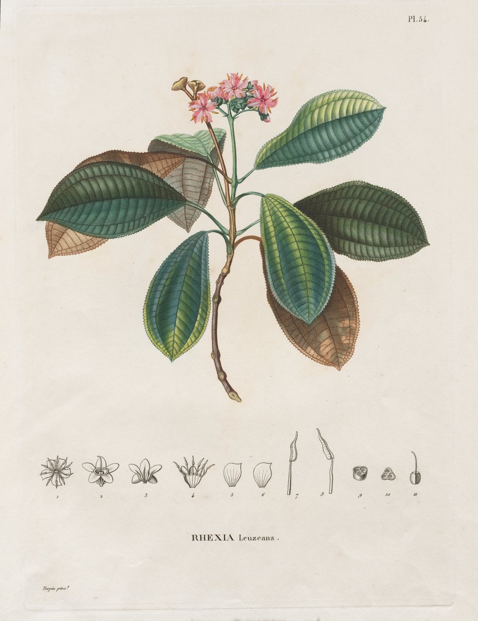 Rejse til jævndøgnsregionerne på det nye kontinent, lavet i årene 1709 til 1804: Monografi af Melastomaceae: nr. 54 af Alexander, Freiherr von Humboldt