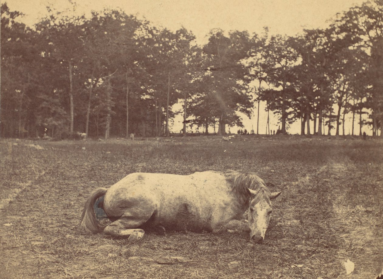 Is This Death - Antietam Battlefield, september 1862, 1862. af Alexander Gardner
