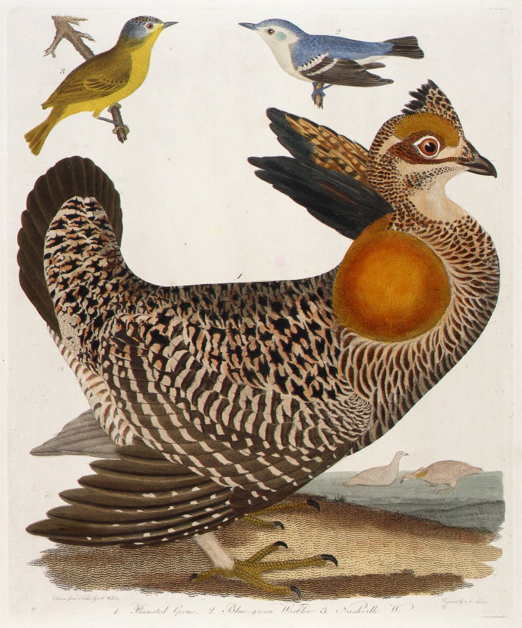 1. Fliget Grous. 2. Blågrøn løvsanger. 3. Nashville W., fra bogen American Ornithology af Alexander Lawson