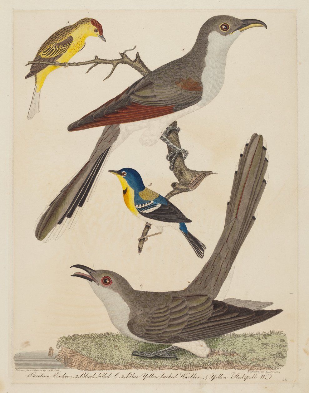 Carolina Gøg, Sortnæbbet Gøg, Blå Gulrygget Sanger og Gul..., pub. 1808-1814. af Alexander Lawson