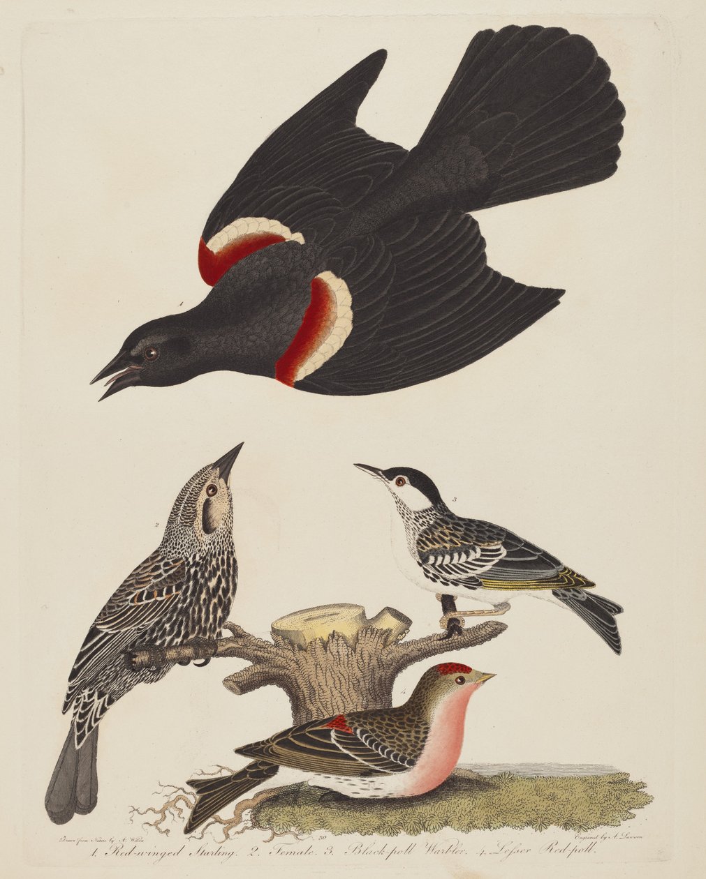 Rødvinget stær, hunrødvinget stær, sortsanger og lille..., pub.1808-1814. af Alexander Lawson