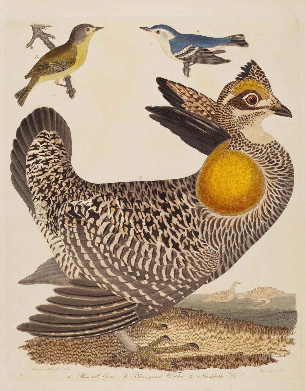 Pinnated Grous, Blue-green Warbler og Nashville Warbler af Alexander Lawson after Alexander Wilson