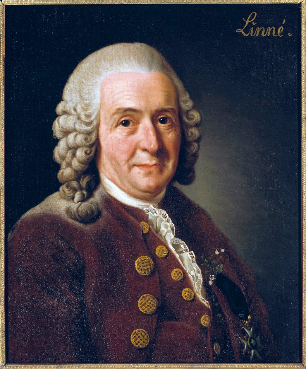 Portræt af Carl von Linne (Linnaeus) af Alexander Roslin