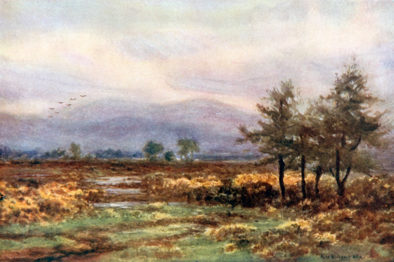  af Alexander Williams
