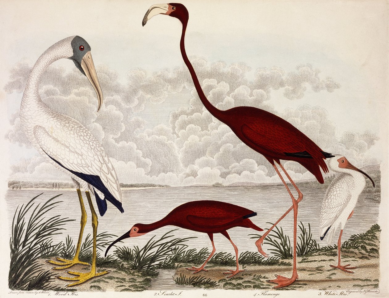 Træ Ibis, Scarlet Flamingo, White Ibis, ca. 1828-1829 af Alexander Wilson