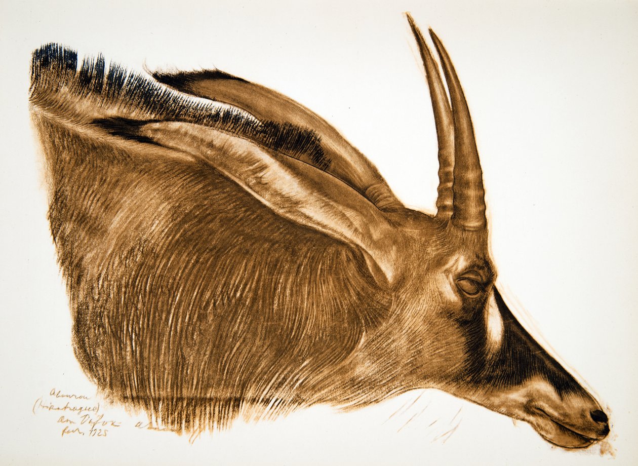 Antelope Hippotrague (Am Dafok), fra Drawings and Paintings of Africa, henrettet under Citroen Centre Afrique-ekspeditionen, anden Haardt Audouin-Dubreuil-mission, pub. Paris, 1927 af Alexander Yakovlev