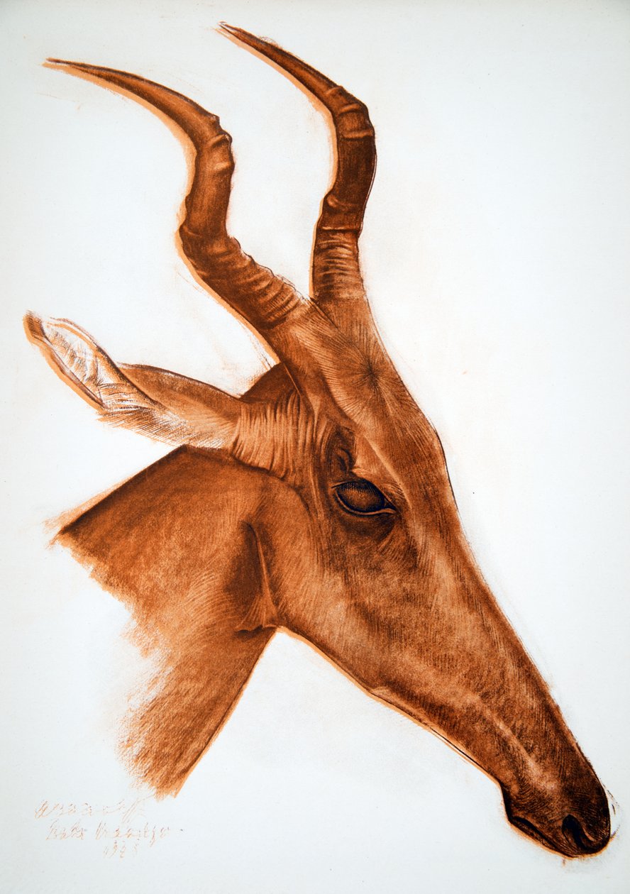Antilope Jackson (Am Dafok), fra Drawings and Paintings of Africa, henrettet under Citroen Center Afrique-ekspeditionen, anden Haardt Audouin-Dubreuil-mission, pub. Paris, 1927 af Alexander Yakovlev