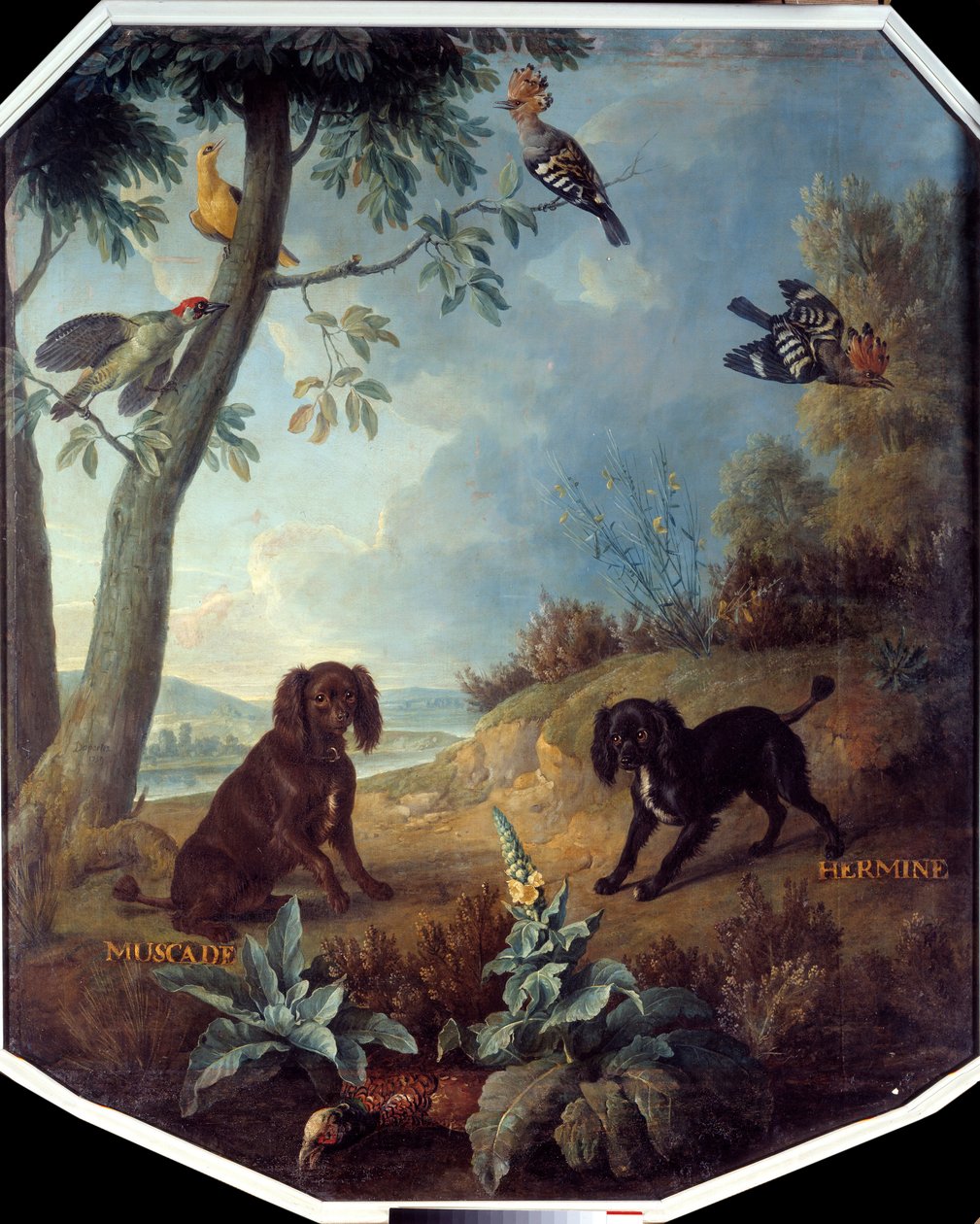 Muskatnød og Hermine, hundene af Ludvig XIV (1638-1715). Maleri af Francois Desportes (1661-1743) af Alexandre Francois Desportes