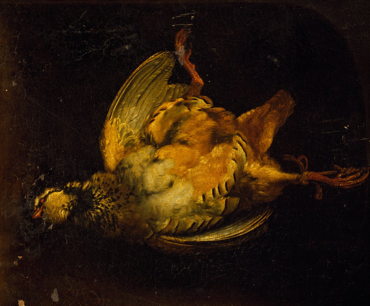 Stilleben med agerhøne, maleri af Alexandre-Francois Desportes (1661-1743), Frankrig af Alexandre Francois Desportes