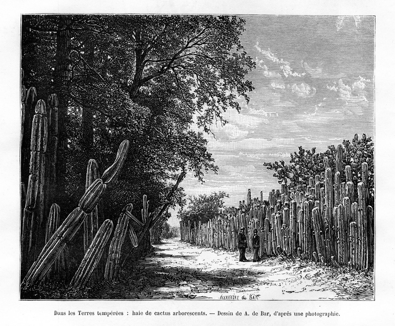 En hæk af arborescerende kaktus, Mexico, 1800-tallet af Alexandre de Bar