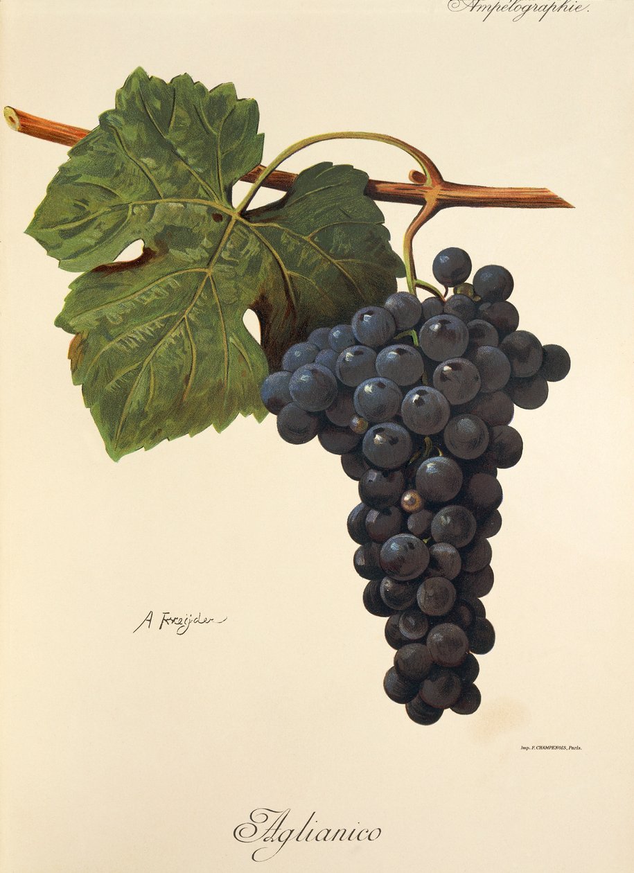 Aglianico drue af A. Kreyder af Alexis Kreyder
