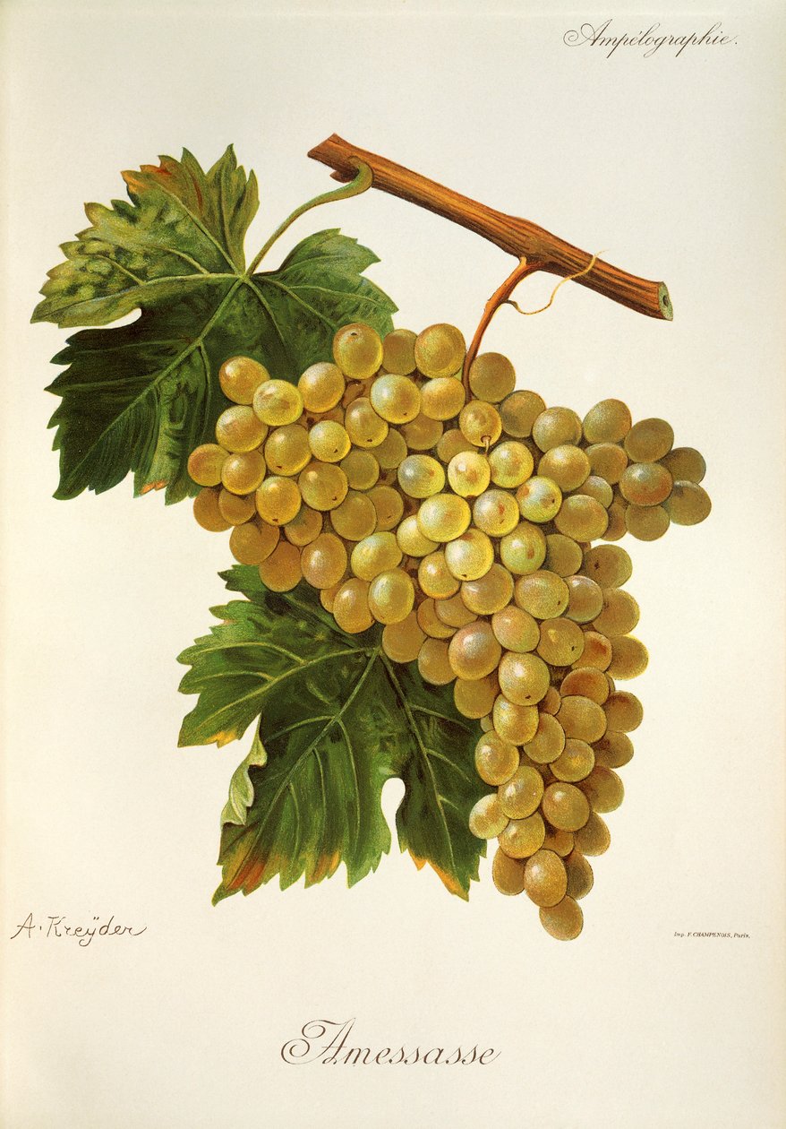 Amessasse drue af A. Kreyder af Alexis Kreyder