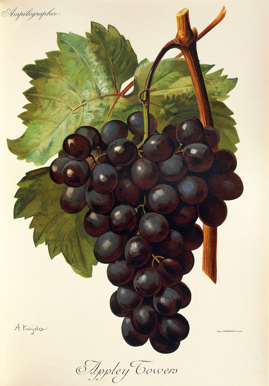 Appley Towers drue. Illustration af A. Kreyder., Pessione, fra Traite General de Viticulture. Ampelografi af Alexis Kreyder