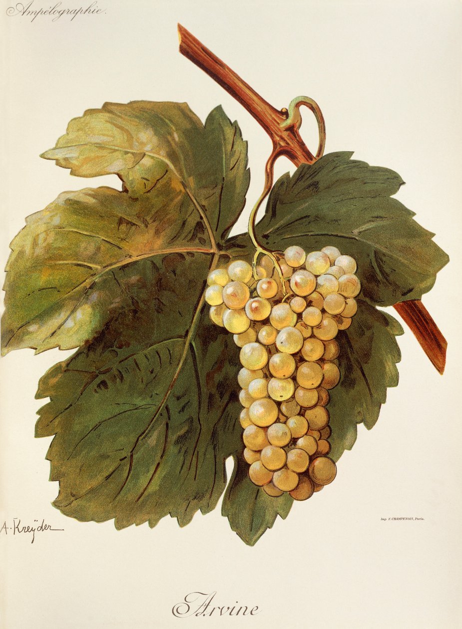 Arvine drue af A. Kreyder af Alexis Kreyder