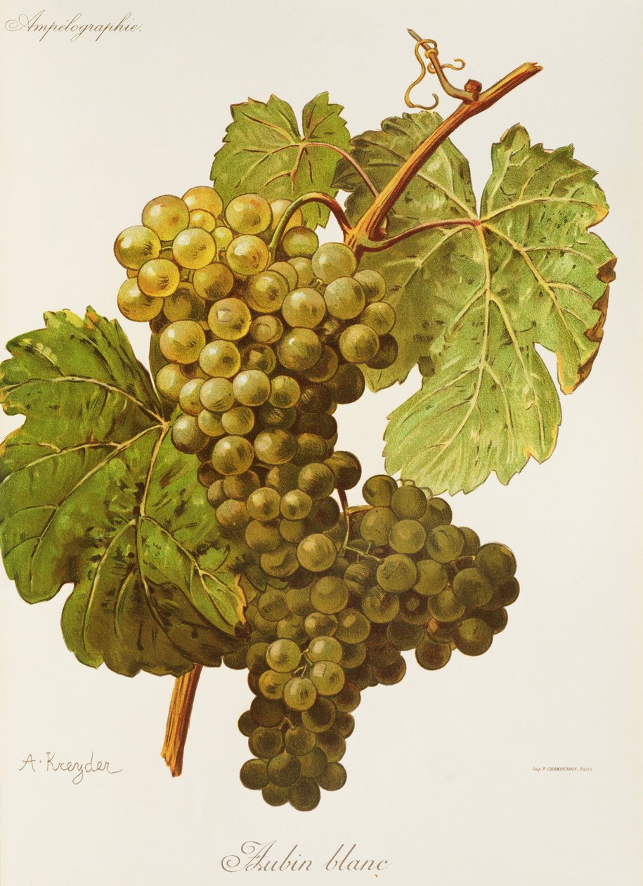 Aubin Blanc drue af A. Kreyder af Alexis Kreyder