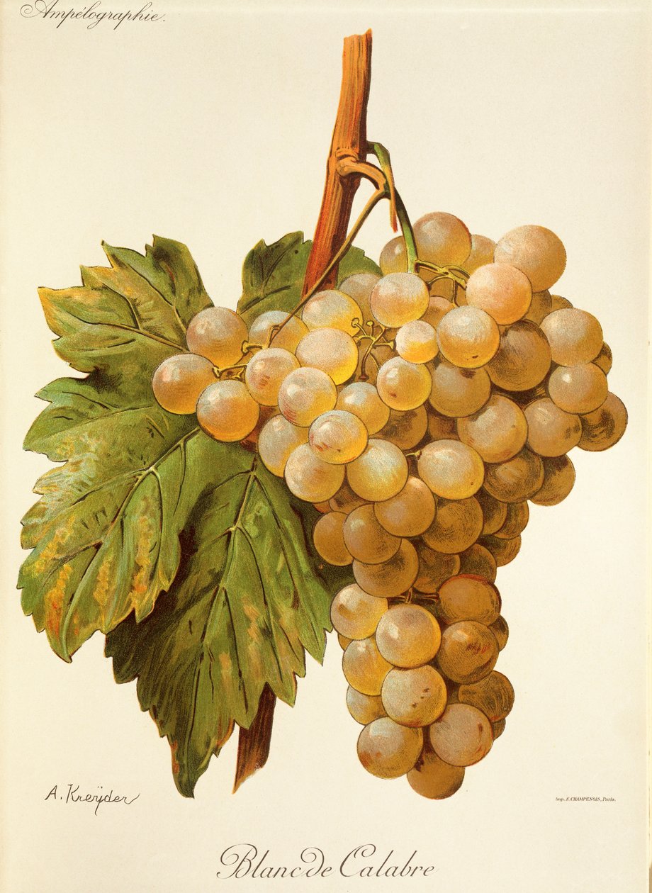 Blanc de Calabria drue af A. Kreyder af Alexis Kreyder