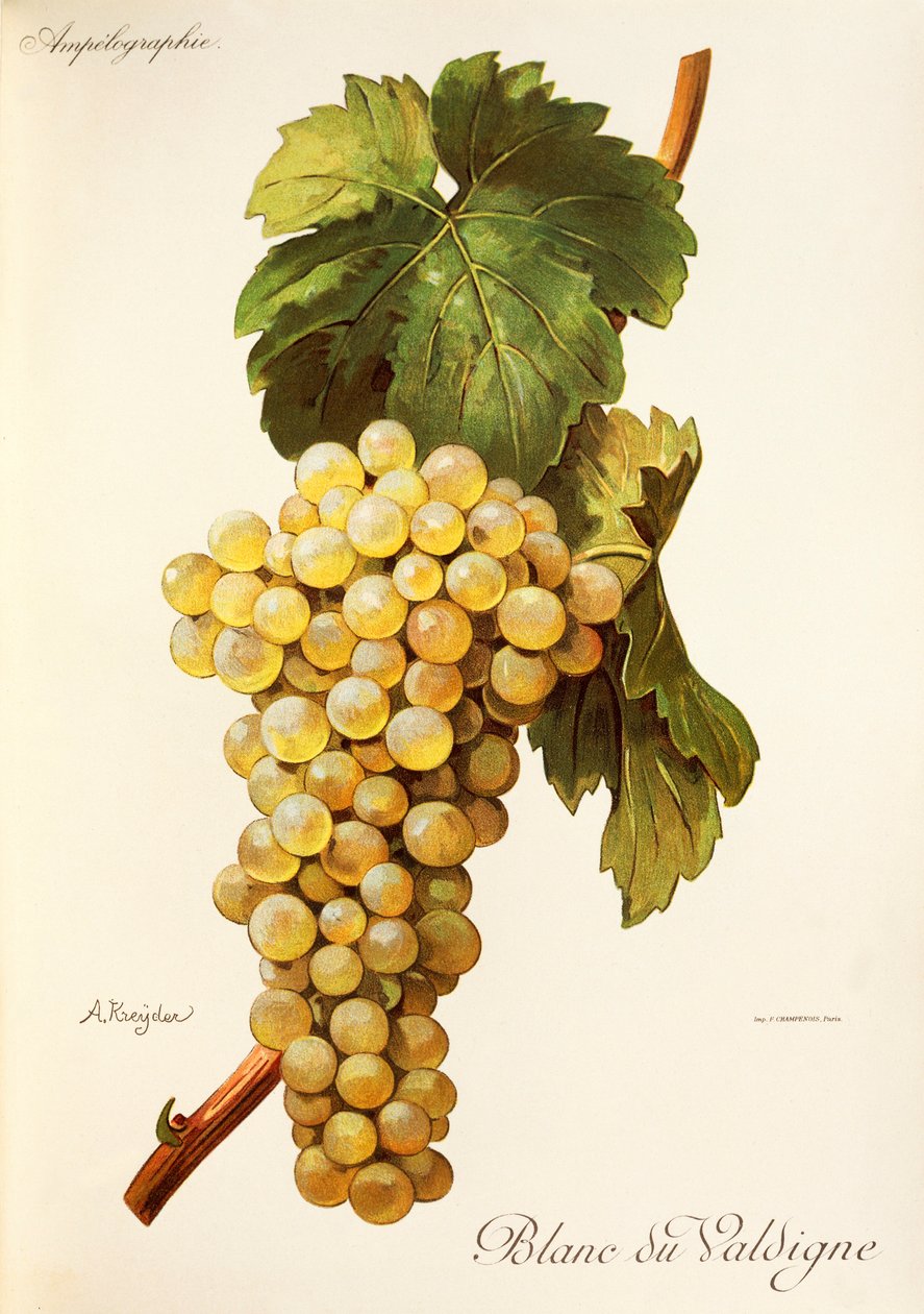 Blanc du Valdigne grape by A. Kreyder af Alexis Kreyder