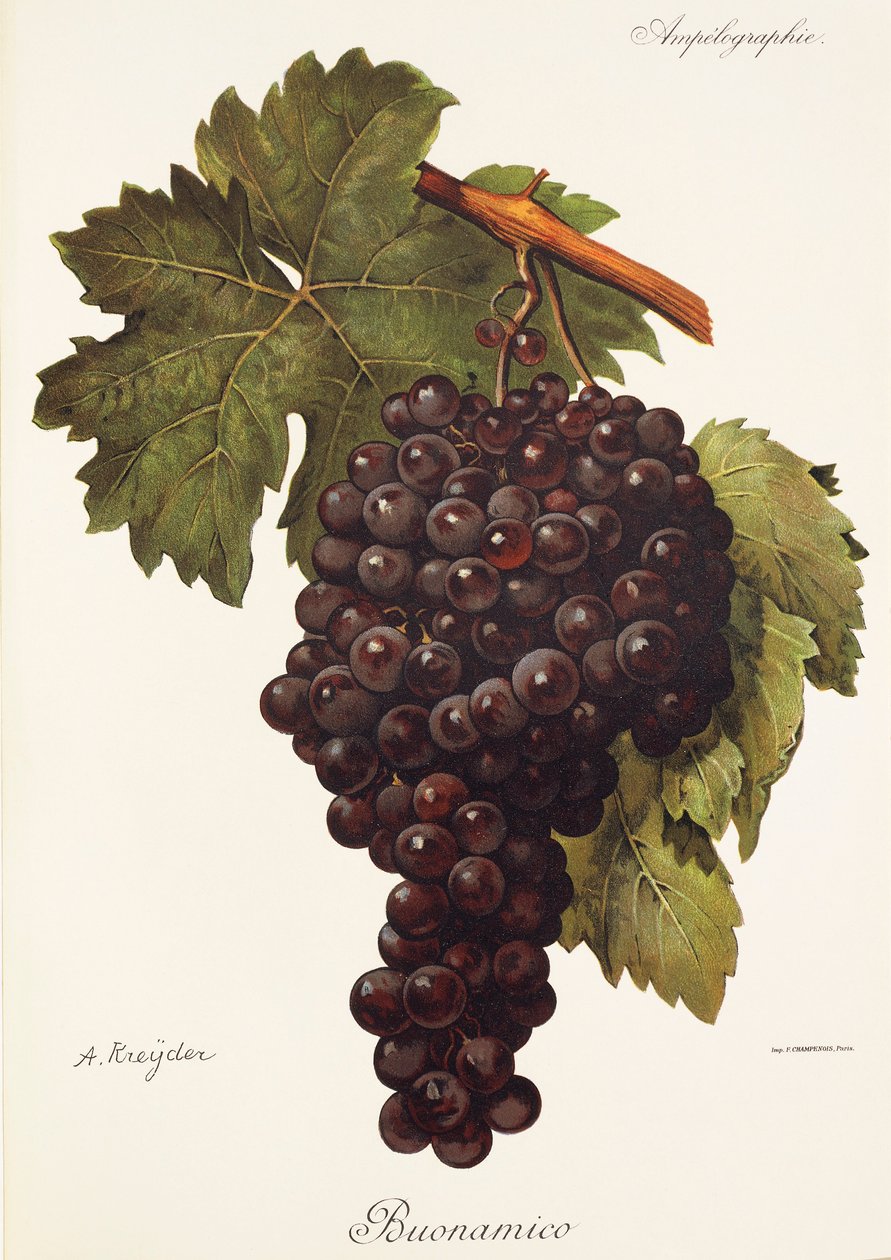 Buonamico drue af A. Kreyder af Alexis Kreyder
