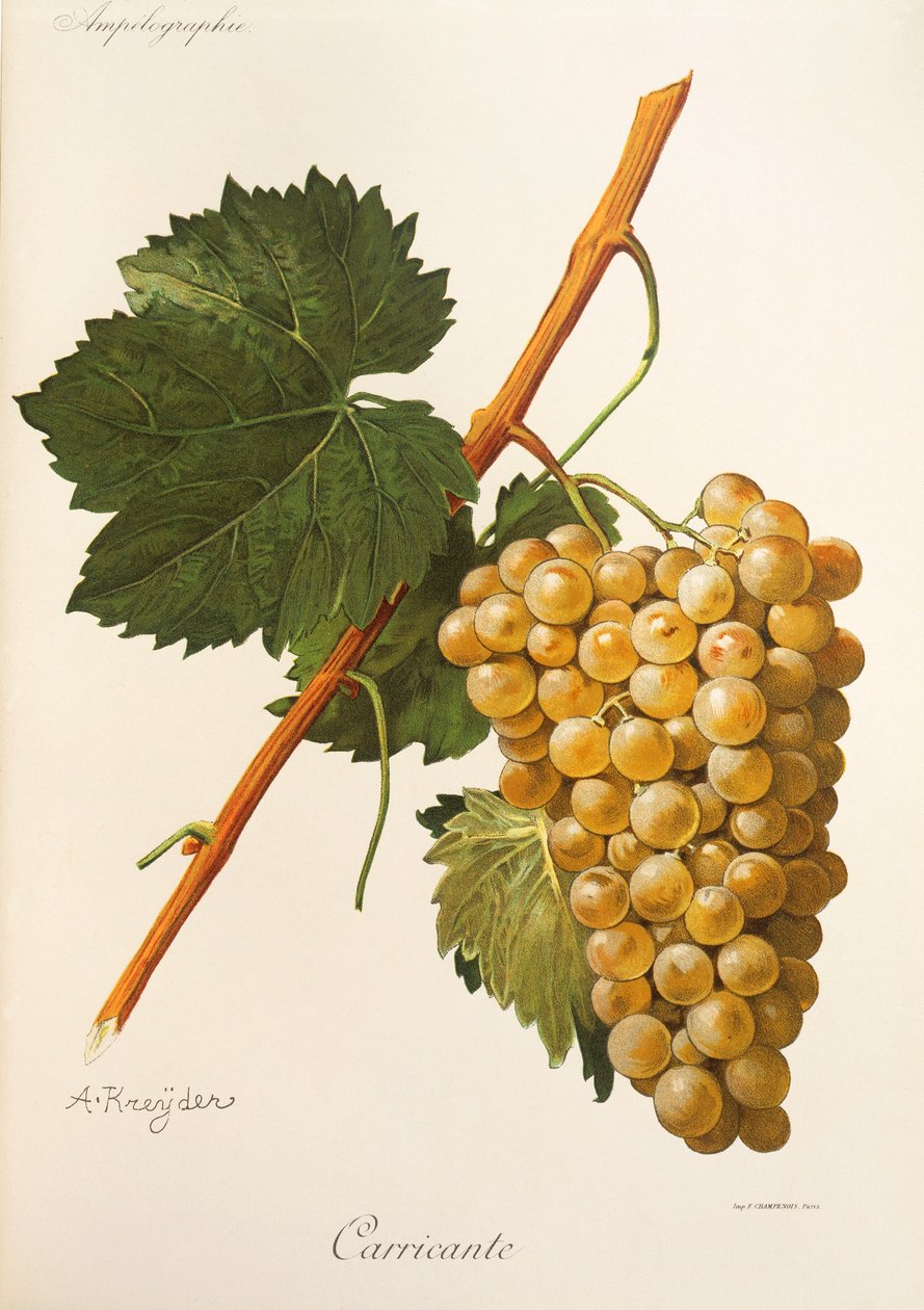 Carricante drue af A Kreyder af Alexis Kreyder