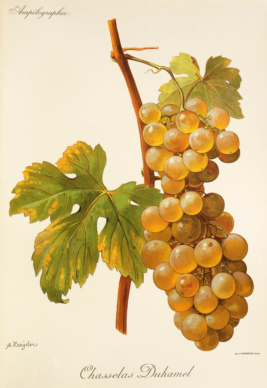 Chasselas Duhamel drue af A. Kreyder af Alexis Kreyder