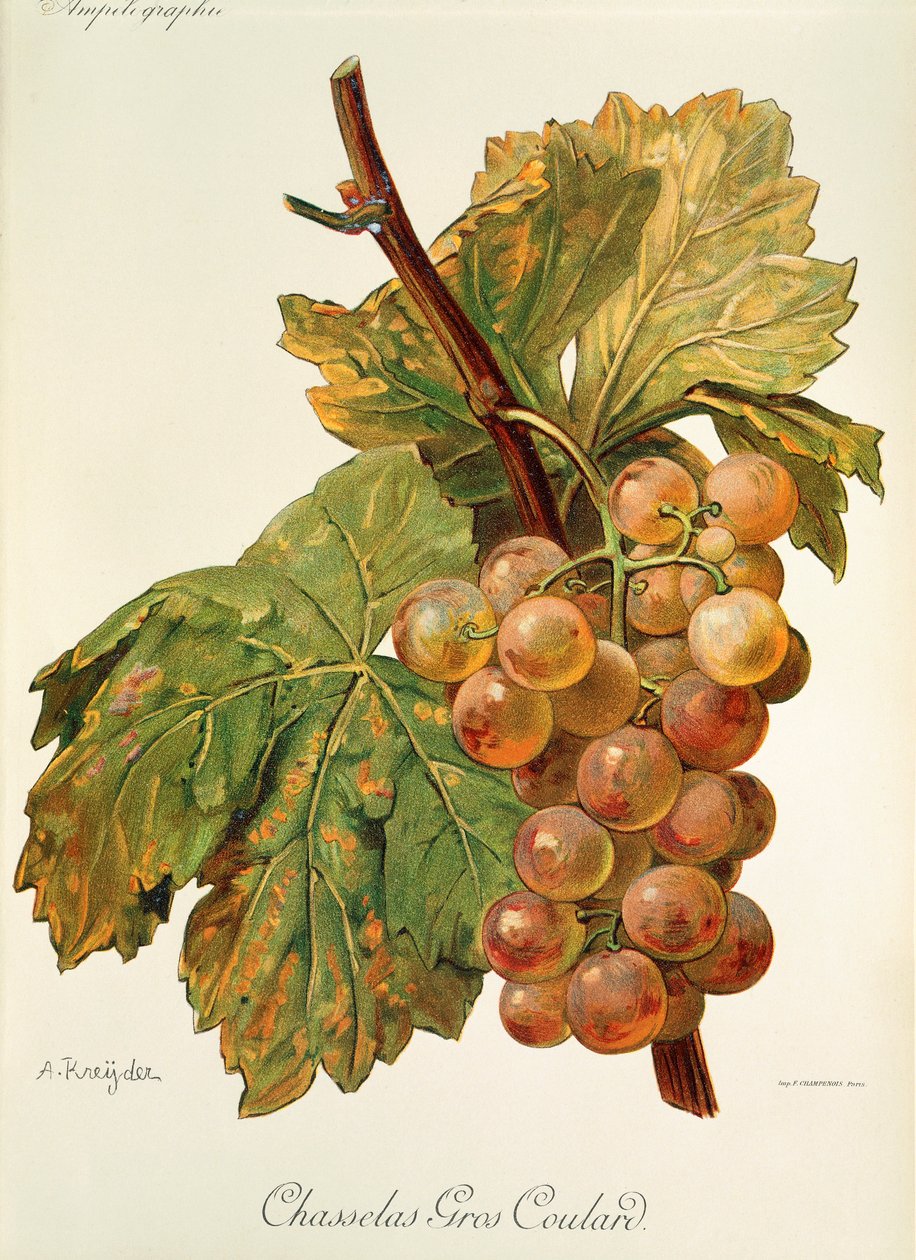 Chasselas Gros Coulard drue af A. Kreyder af Alexis Kreyder