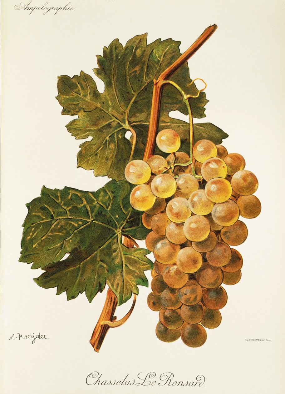 Chasselas Le Ronsard drue af A. Kreyder af Alexis Kreyder
