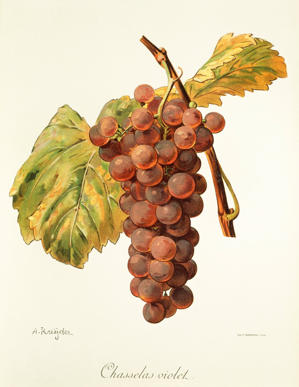Chasselas Violet drue af A. Kreyder af Alexis Kreyder