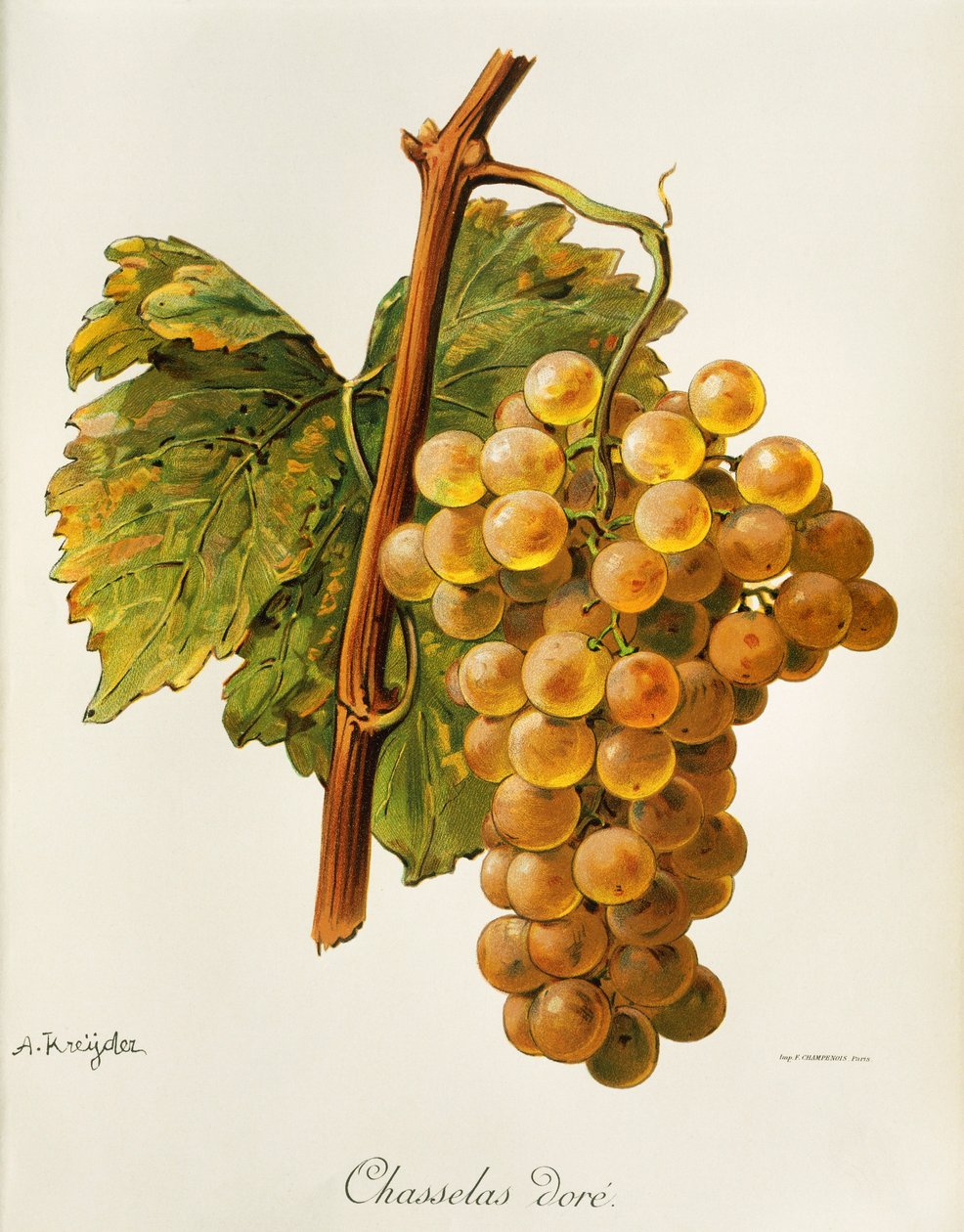Chasselas gyldne drue af A. Kreyder af Alexis Kreyder